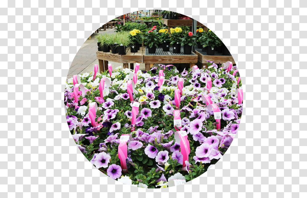 Annual Plants Pansy, Flower, Flower Arrangement, Potted Plant, Vase Transparent Png