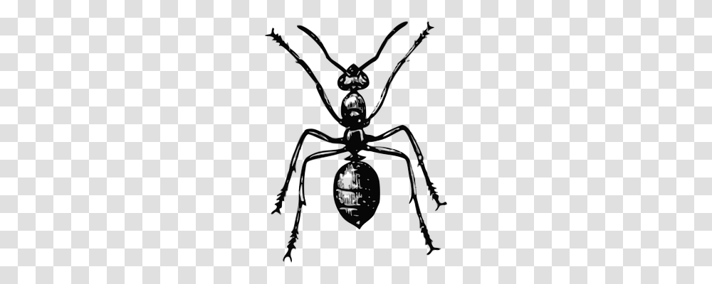 Ant Animals, Invertebrate, Insect, Spider Transparent Png