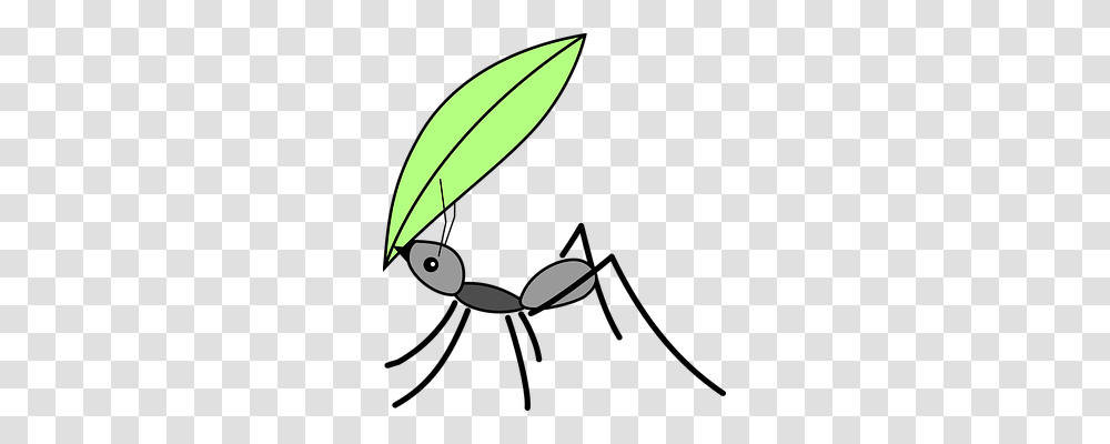 Ant Animals, Plant, Leaf, Photography Transparent Png