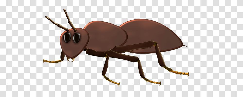 Ant Animals, Insect, Invertebrate, Cockroach Transparent Png