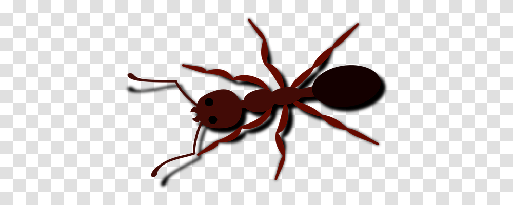 Ant Animals, Insect, Invertebrate Transparent Png