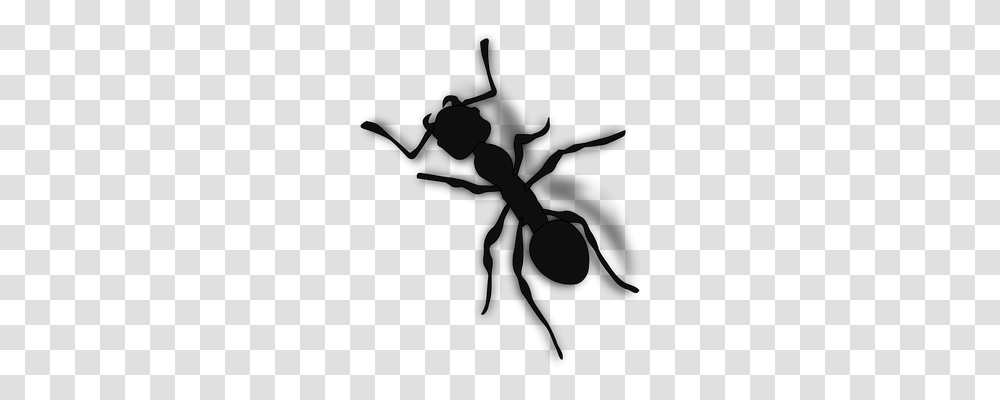 Ant Animals, Invertebrate, Cross Transparent Png