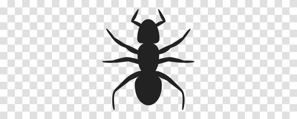 Ant Animals, Invertebrate, Insect, Stencil Transparent Png