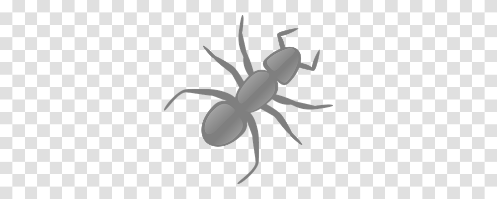 Ant Tool, Insect, Invertebrate, Animal Transparent Png