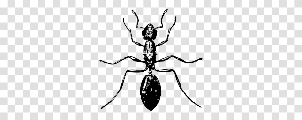 Ant Animals, Gray, World Of Warcraft Transparent Png