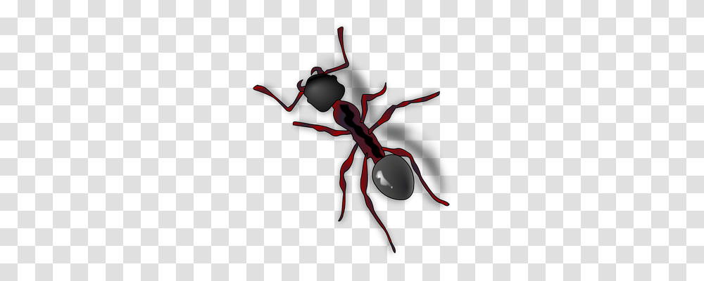 Ant Animals, Insect, Invertebrate Transparent Png