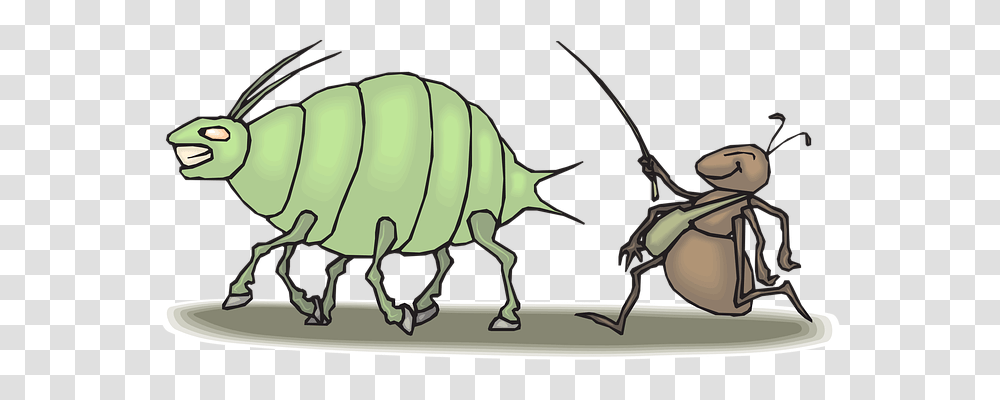 Ant Animals, Invertebrate, Insect, Flea Transparent Png