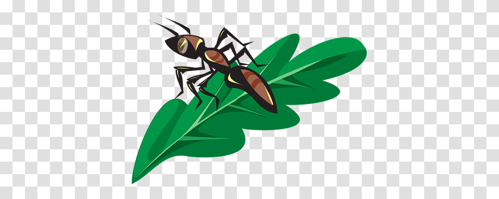 Ant Nature, Insect, Invertebrate, Animal Transparent Png