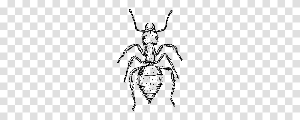 Ant Animals, Gray, World Of Warcraft Transparent Png