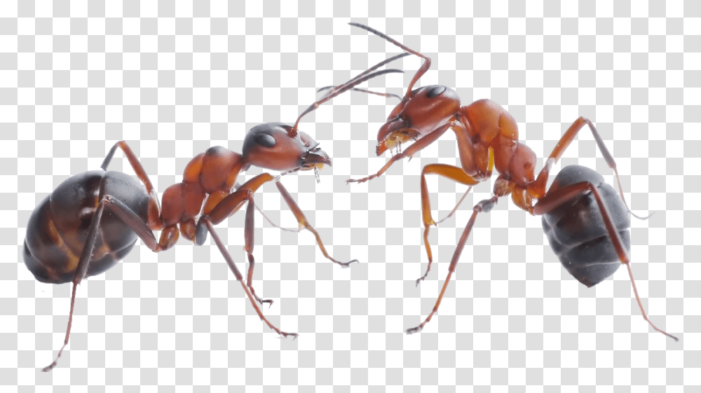 Ant 6 Image Ant, Insect, Invertebrate, Animal Transparent Png
