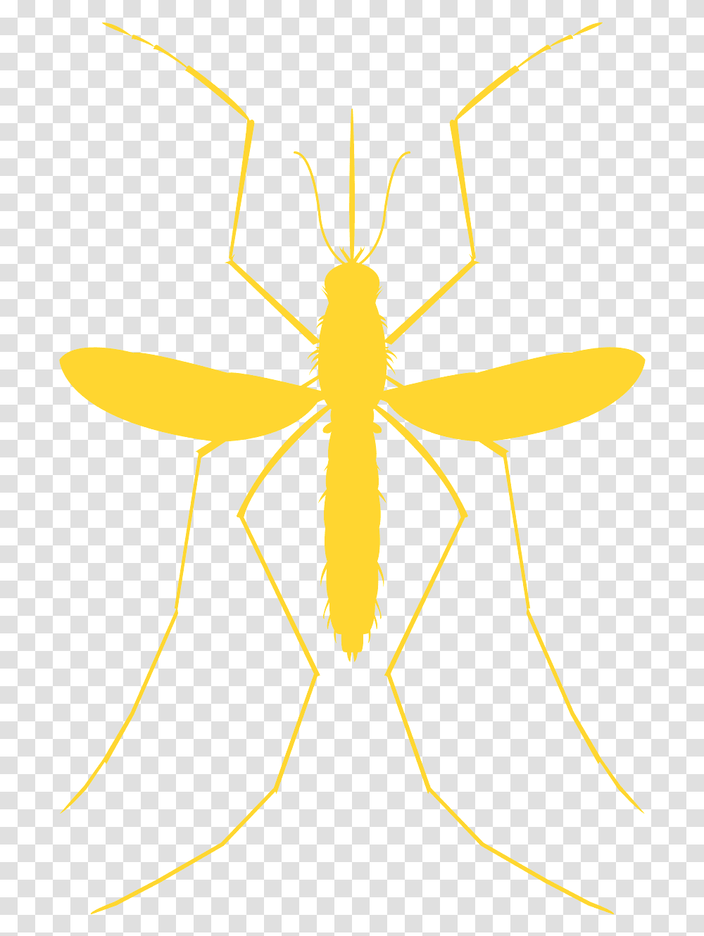 Ant, Animal, Insect, Invertebrate Transparent Png