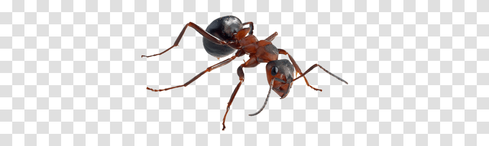 Ant Ant High Res, Insect, Invertebrate, Animal, Spider Transparent Png