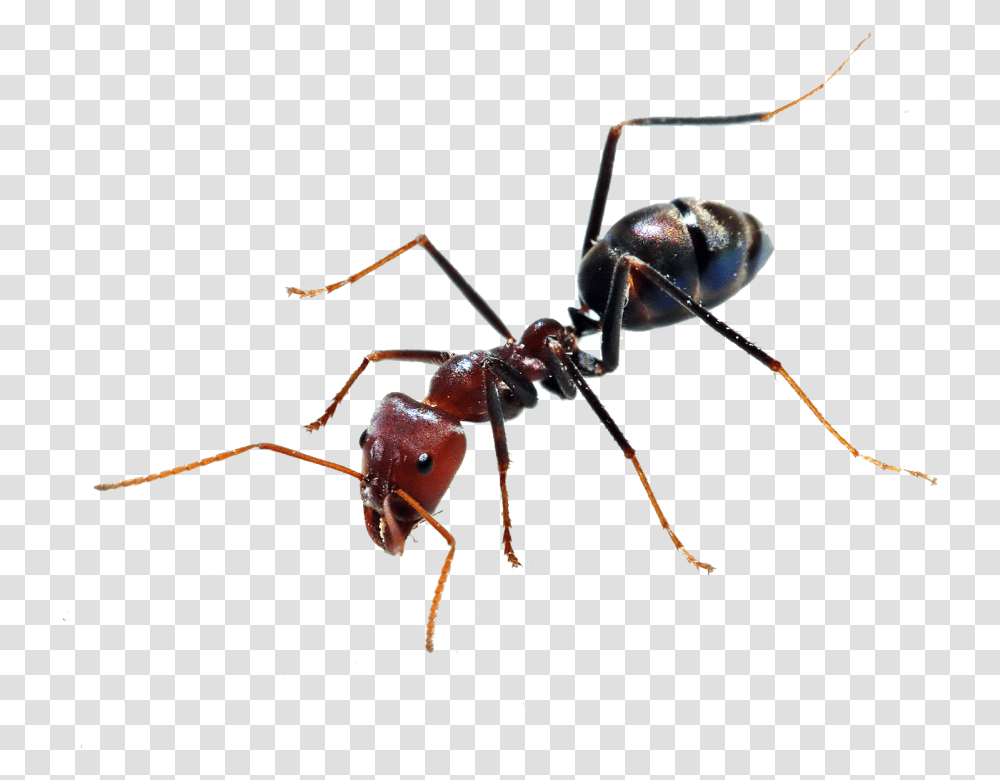 Ant Background Ant, Insect, Invertebrate, Animal, Spider Transparent Png