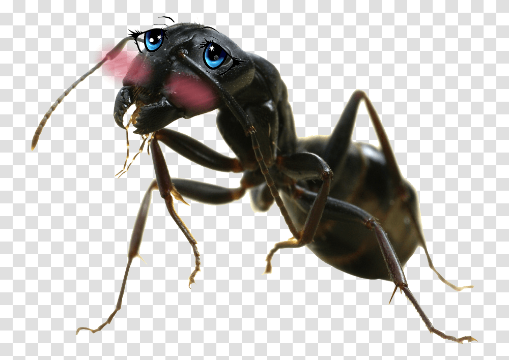 Ant Big Ant Insect, Invertebrate, Animal, Spider, Arachnid Transparent Png