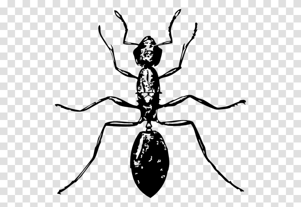 Ant Black And White, Gray, World Of Warcraft Transparent Png