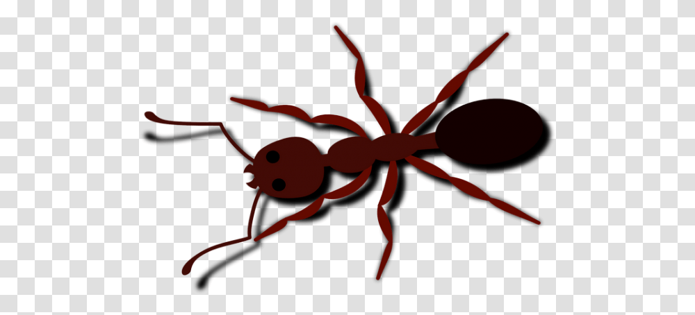 Ant Bug Insect Brown Animal Images - Free Ant Clip Art, Invertebrate Transparent Png