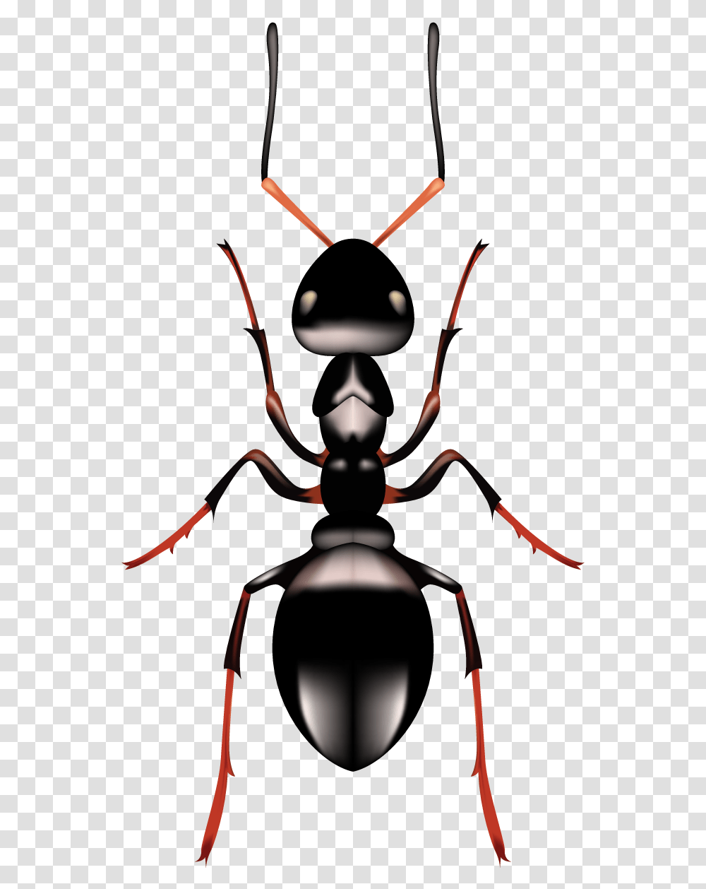 Ant Carpenter Ant, Insect, Invertebrate, Animal, Lamp Transparent Png