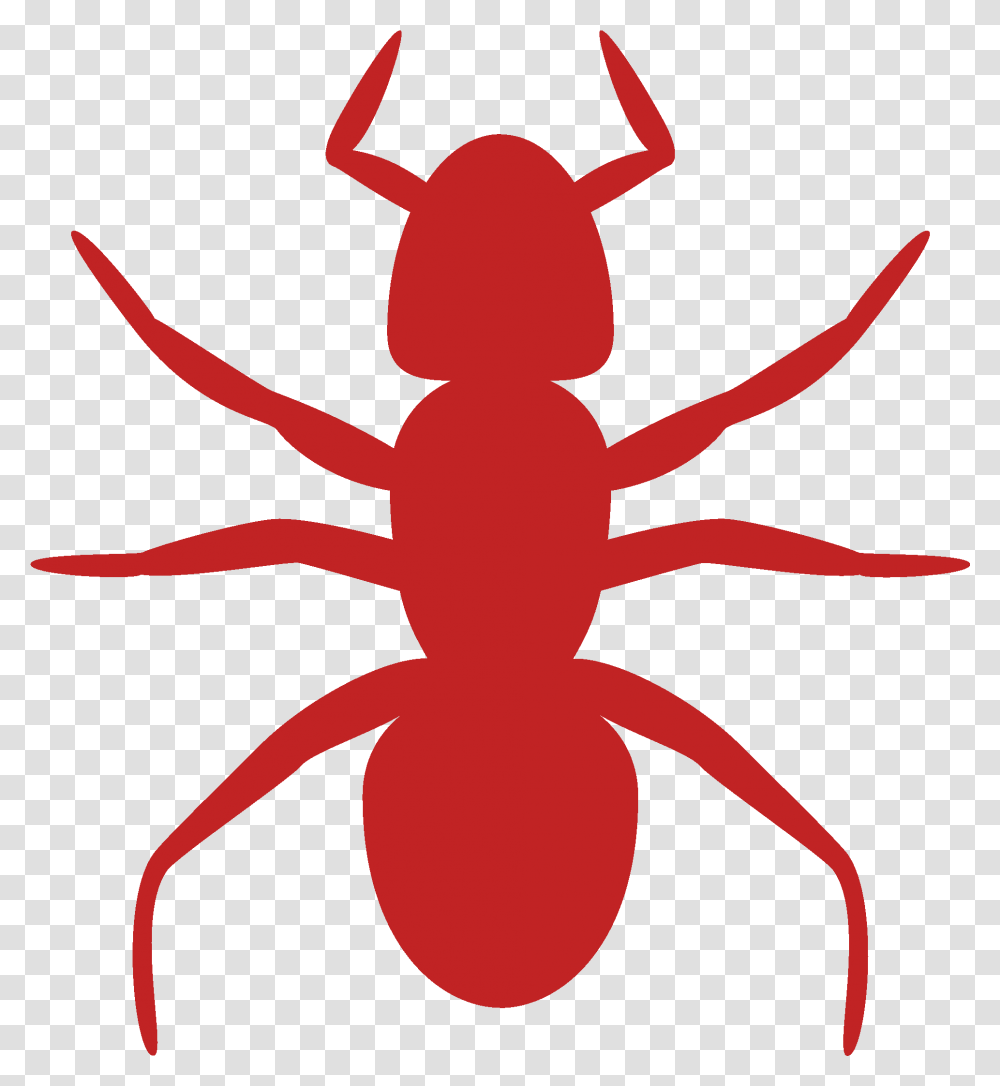 Ant Clip Art, Animal, Invertebrate, Insect Transparent Png