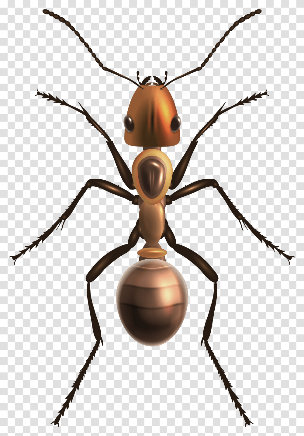 Ant Clip Art Ant, Insect, Invertebrate, Animal, Spider Transparent Png