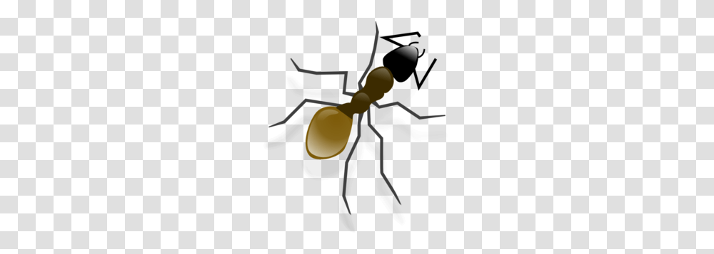 Ant Clip Art, Insect, Invertebrate, Animal Transparent Png