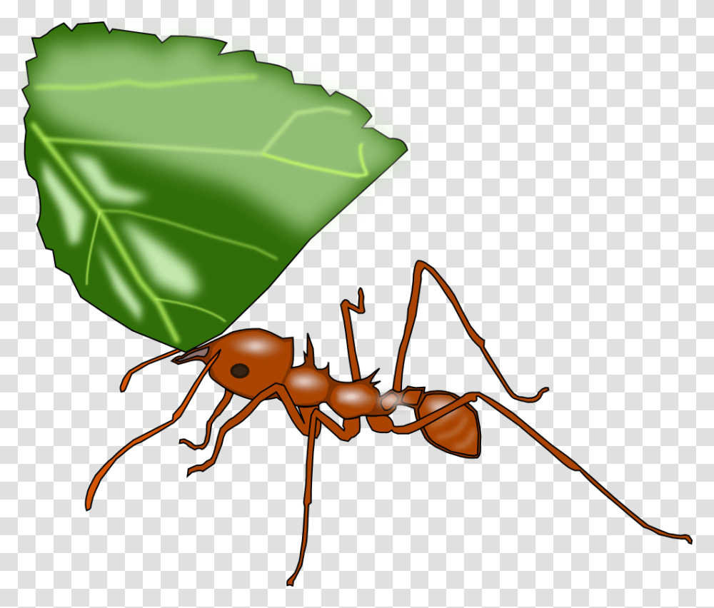 Ant Clip Art Leaf Cutter Ant Clip Art, Insect, Invertebrate, Animal, Bow Transparent Png