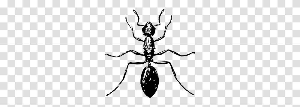 Ant Clip Art, Spider, Invertebrate, Animal, Arachnid Transparent Png