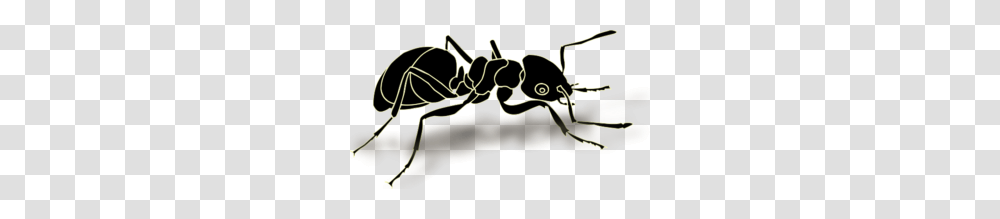 Ant Clipart, Animal, Invertebrate, Insect, Bow Transparent Png