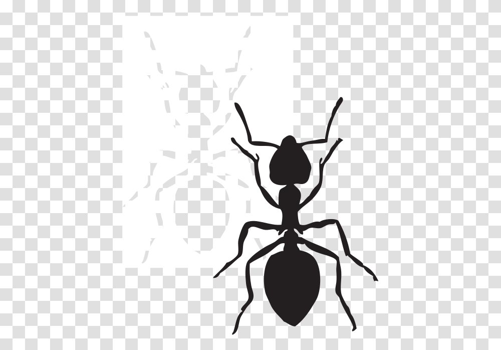 Ant Clipart, Insect, Invertebrate, Animal Transparent Png