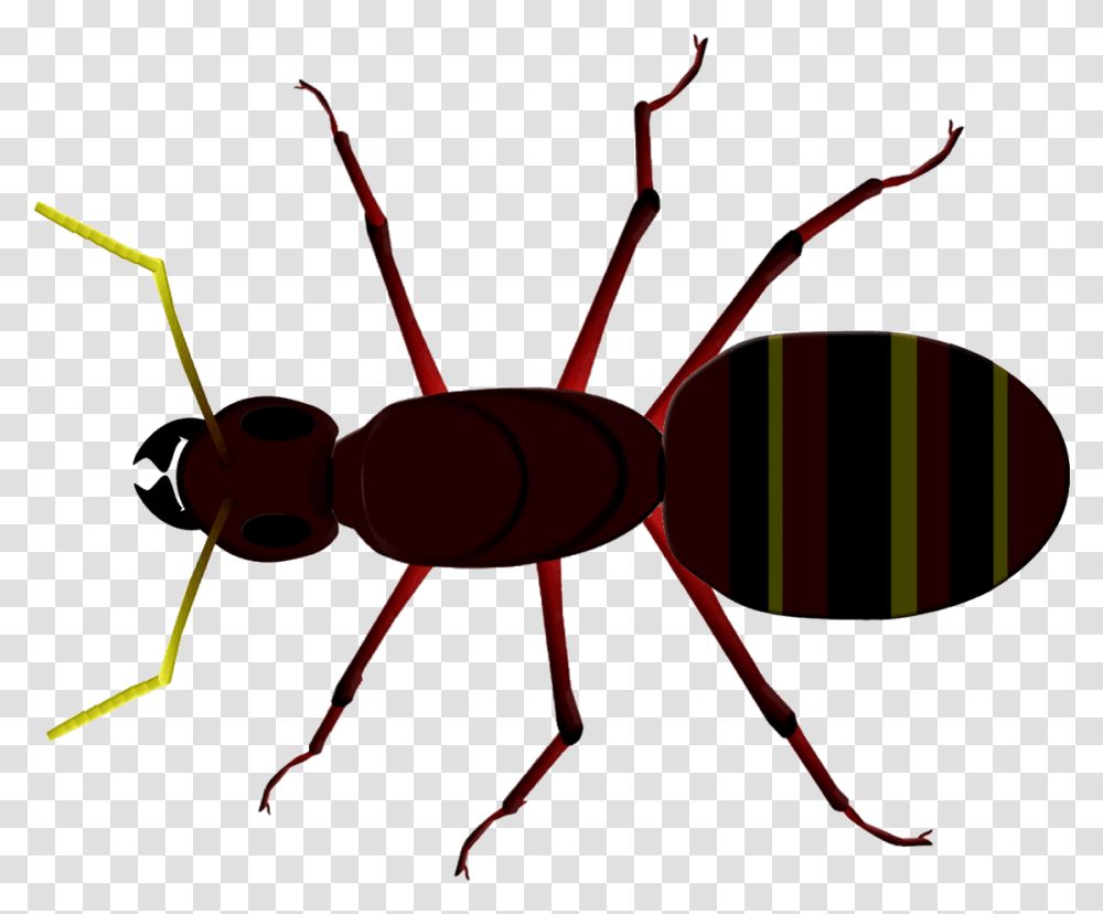 Ant Clipart Tiny Ant Insect Head Thorax Abdomen, Bow, Invertebrate, Animal Transparent Png