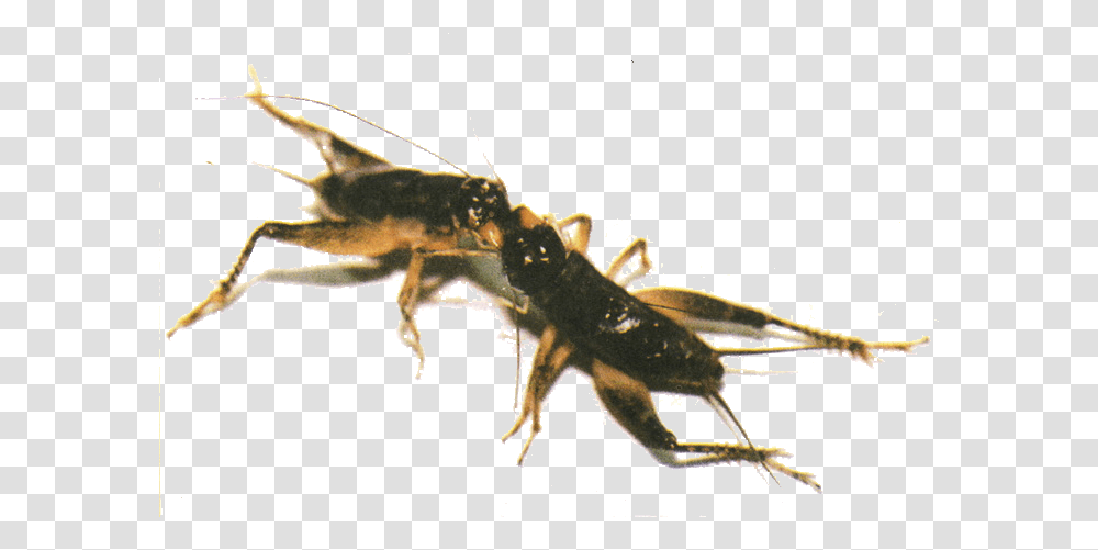 Ant, Cricket Insect, Invertebrate, Animal, Grasshopper Transparent Png