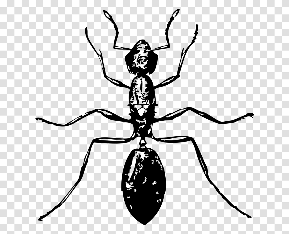 Ant Download Computer Icons Line Art, Gray, World Of Warcraft Transparent Png