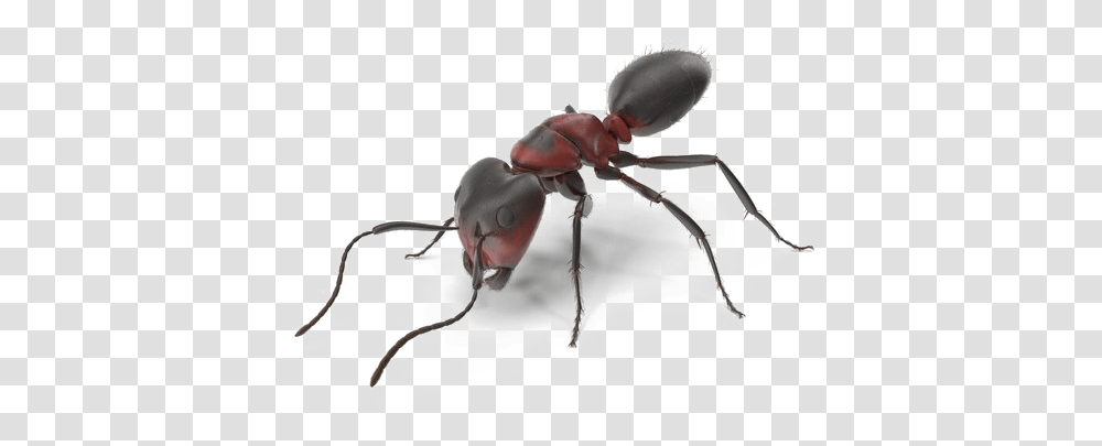Ant Download Image Tiger Beetle, Insect, Invertebrate, Animal Transparent Png