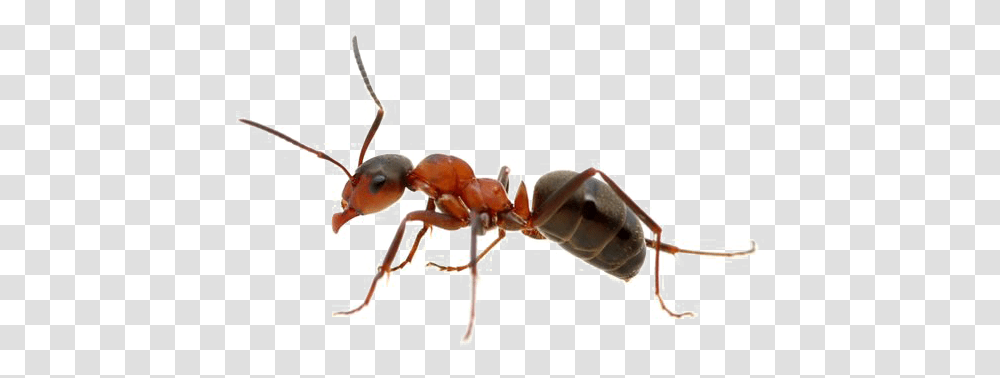 Ant Free Download Ant, Insect, Invertebrate, Animal Transparent Png