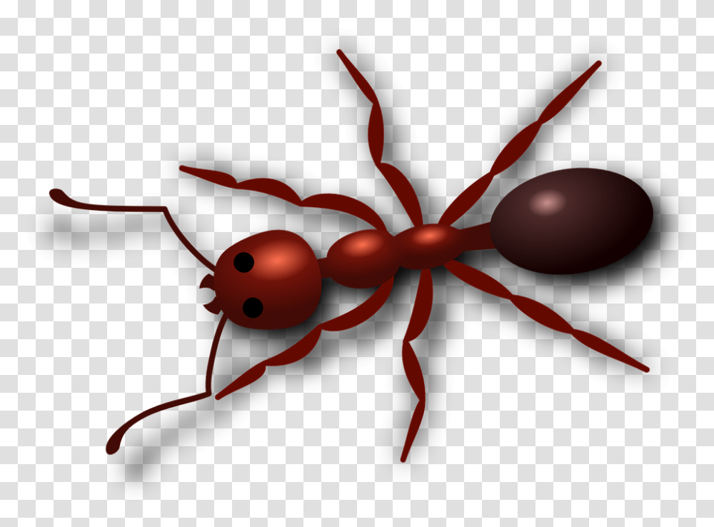 Ant Hd Free Ant Clip Art, Insect, Invertebrate, Animal Transparent Png