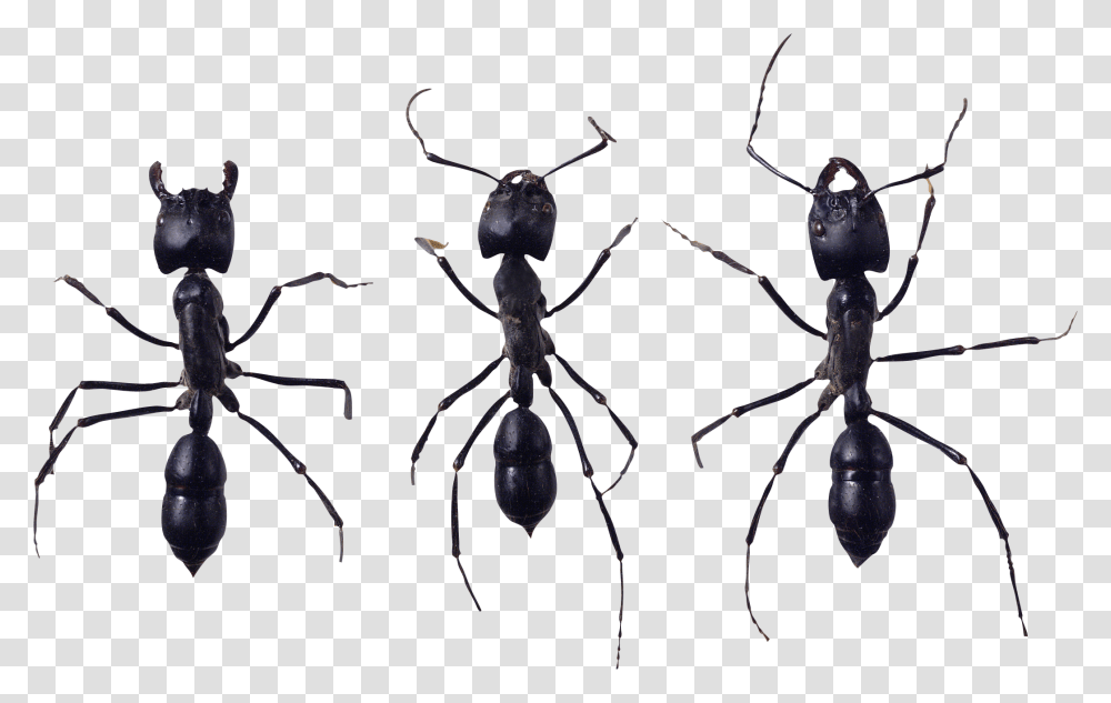 Ant Image Ant, Insect, Invertebrate, Animal, Spider Transparent Png