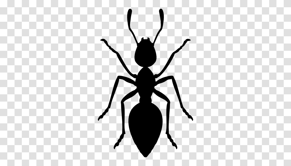 Ant Image Arts, Insect, Invertebrate, Animal, Spider Transparent Png
