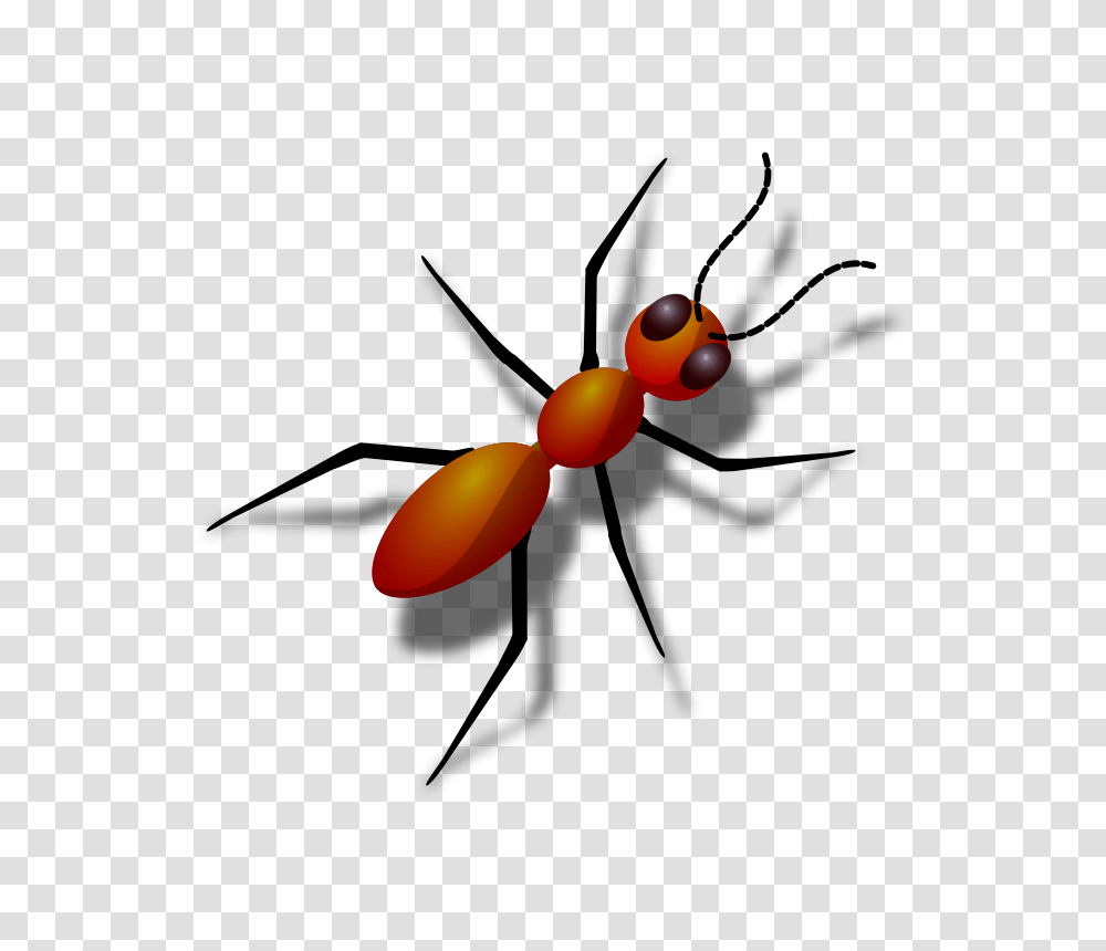 Ant Images Free Download, Animal, Plant, Fruit, Food Transparent Png