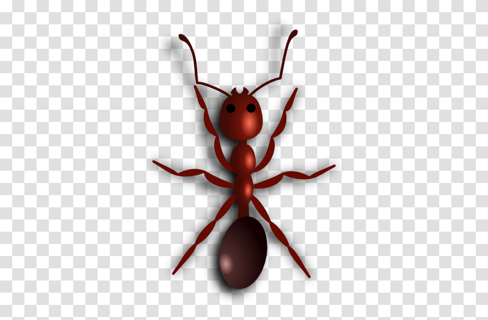 Ant, Insect, Animal, Invertebrate Transparent Png
