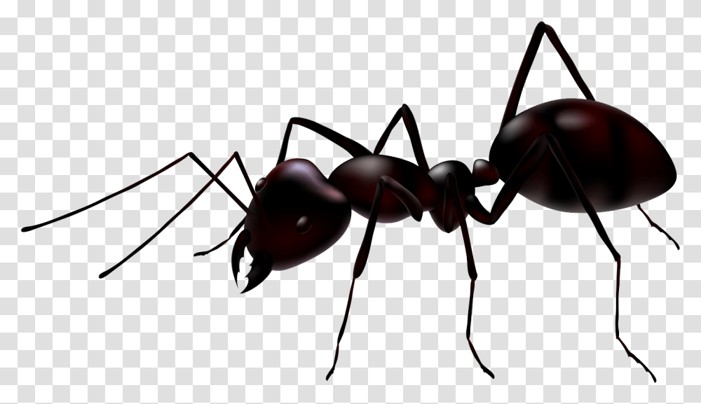 Ant, Insect, Bow, Invertebrate, Animal Transparent Png