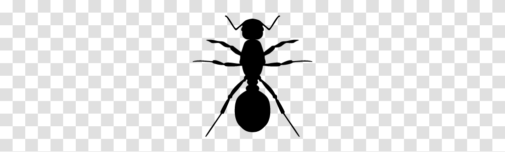 Ant, Insect, Gray, World Of Warcraft Transparent Png