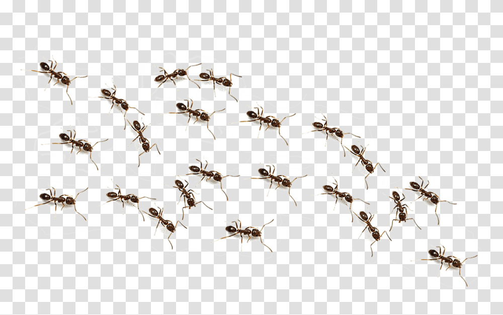Ant, Insect, Honey Bee, Invertebrate, Animal Transparent Png