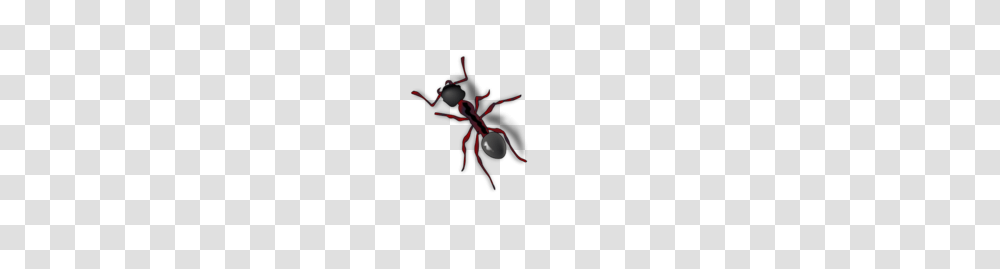 Ant, Insect, Invertebrate, Animal, Dynamite Transparent Png
