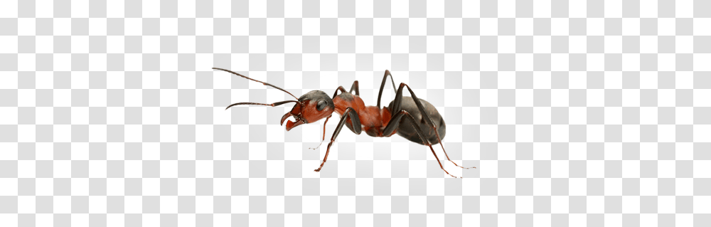 Ant, Insect, Invertebrate, Animal, Honey Bee Transparent Png