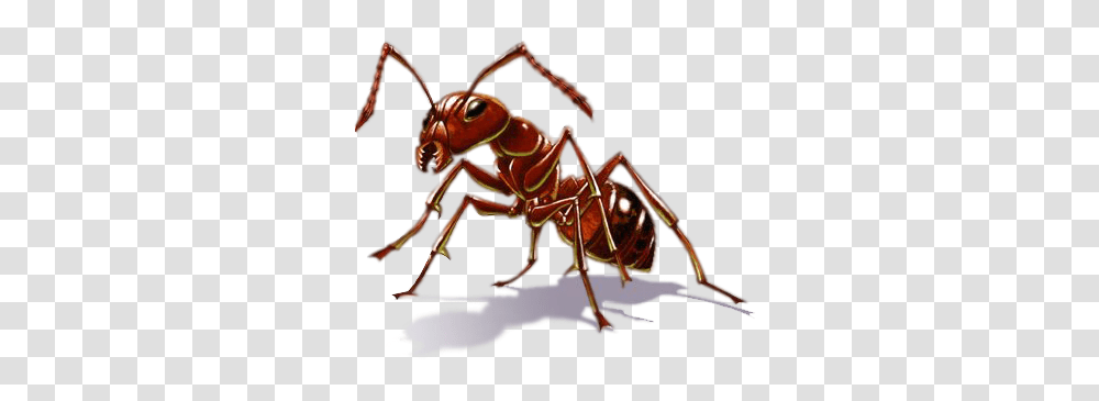Ant, Insect, Invertebrate, Animal, Lobster Transparent Png