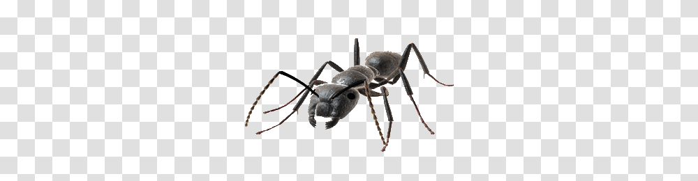 Ant, Insect, Invertebrate, Animal, Spider Transparent Png