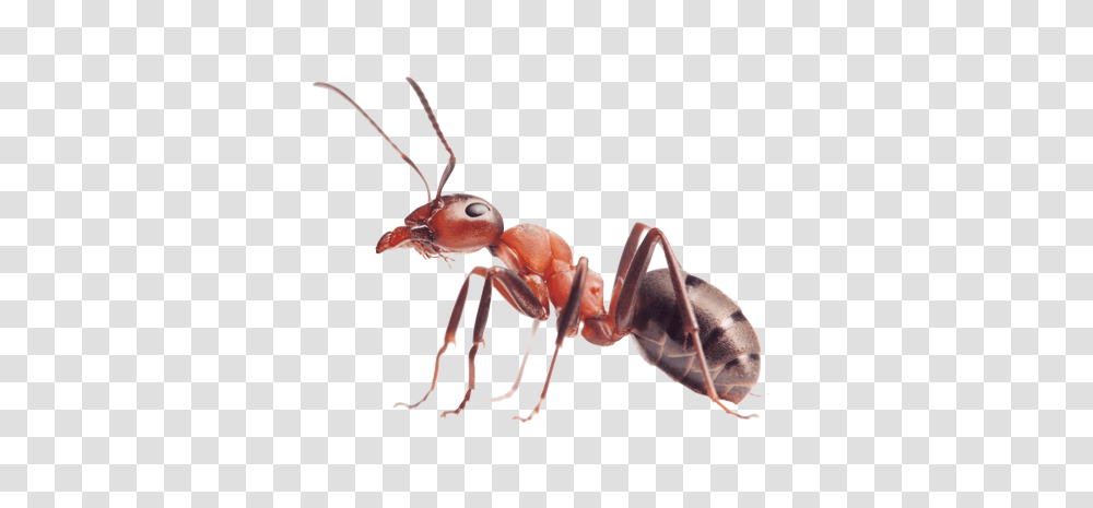 Ant, Insect, Invertebrate, Animal, Spider Transparent Png