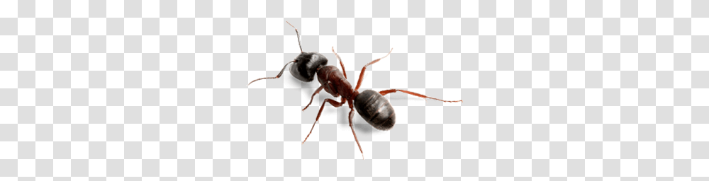 Ant, Insect, Invertebrate, Animal, Spider Transparent Png