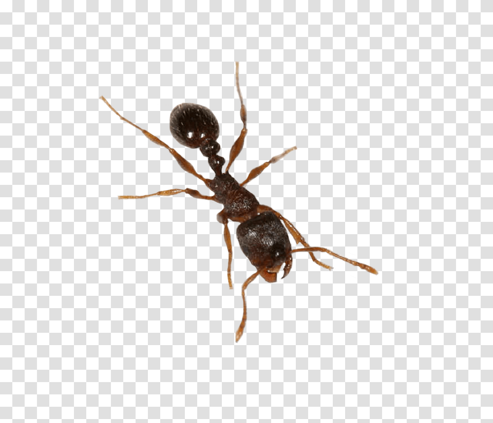 Ant, Insect, Invertebrate, Animal, Spider Transparent Png