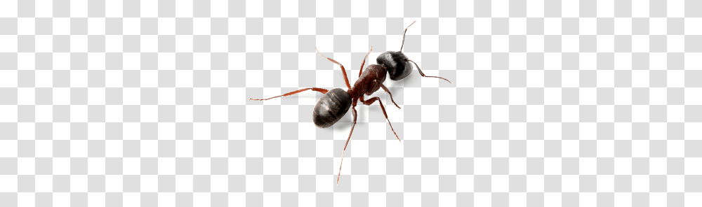 Ant, Insect, Invertebrate, Animal, Spider Transparent Png