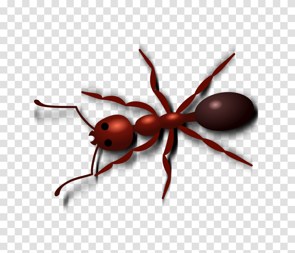 Ant, Insect, Invertebrate, Animal, Spider Transparent Png